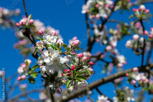 Wiosenne kwiaty jabłoni, Podlasie, Polska
