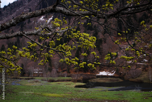Brotes tiernos de un árbol en un valle del pirineo photo