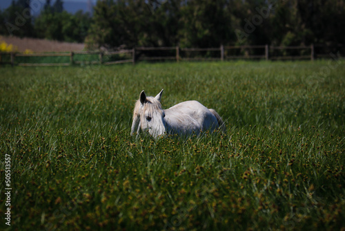 Un caballo blanco pasta felizmente en un campo de hierba verde muy alta en primavera photo