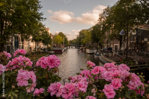 Amsterdam canal view with pink flowers 