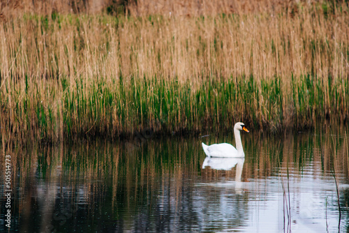 Closeup shot of a beautiful mute swan swimming on a pond