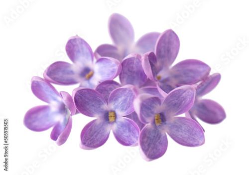 Lilac flowers isolated on white background. Clipping path. Syringa vulgaris flower.
