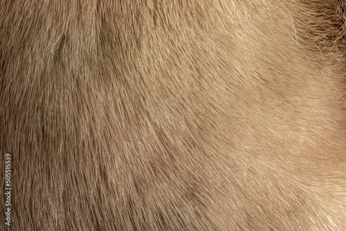 Mink fur texture of light, gray color close-up background. Grey mink fur coat texture background. Animal fur texture.