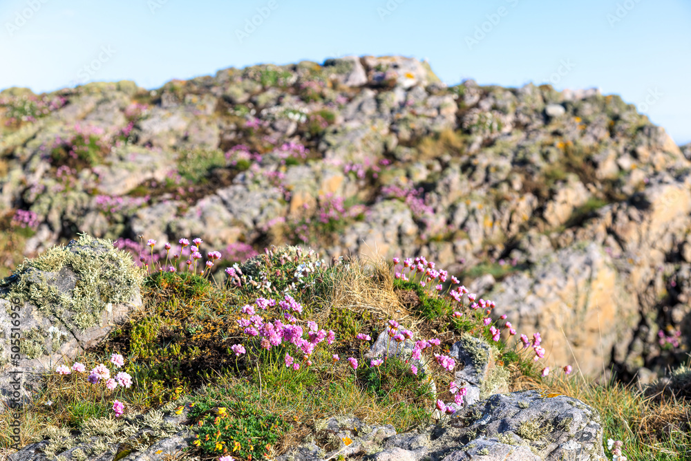 A scenic closeup view of pink wild plant on a rocky terrain under a blue sky A scenic closeup view of pink wild plant on a rocky terrain under a blue sky