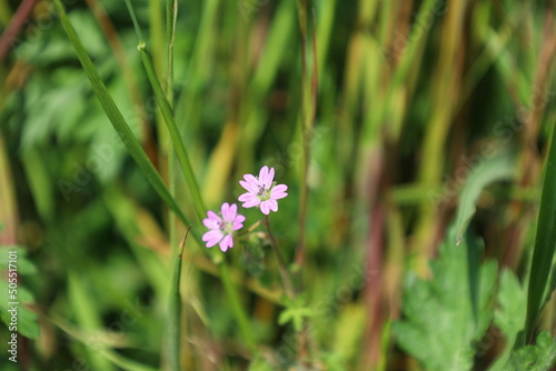 flowers in the grass