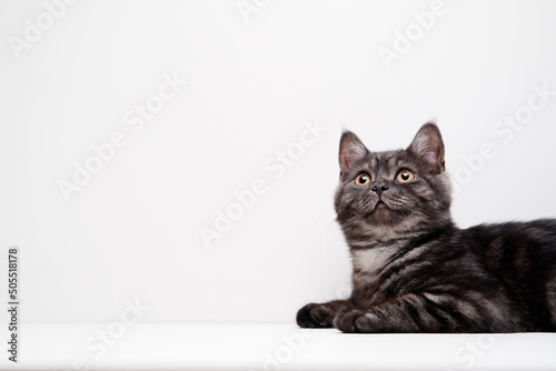 Fotografie Adorable scottish black tabby kitten on white background.