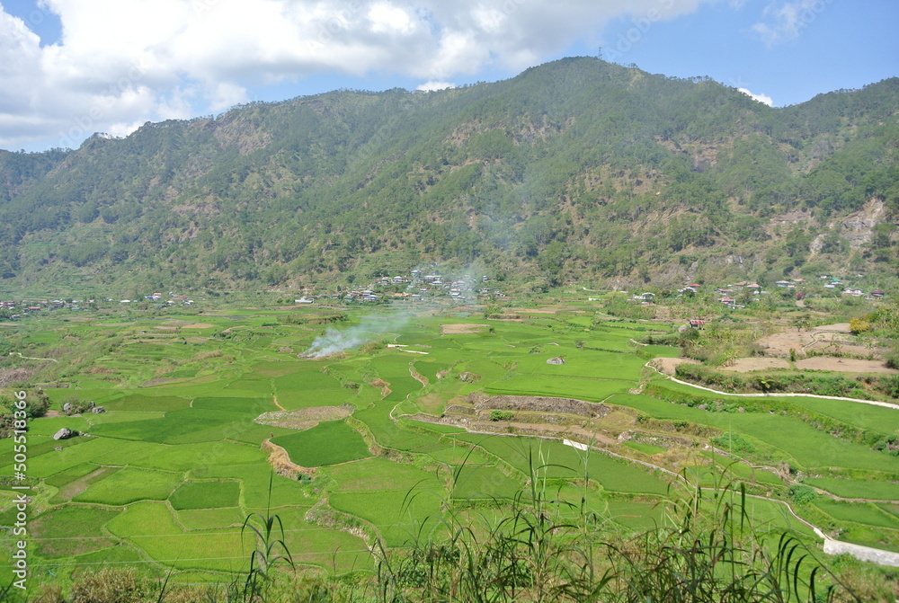 Asian Rice Fields and Paddy