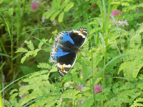 Blue pansy butterfly on a plant photo