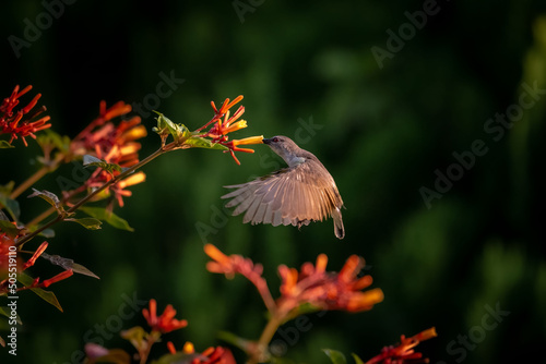 Closeup of a Hummingbird near a Firebush plant photo