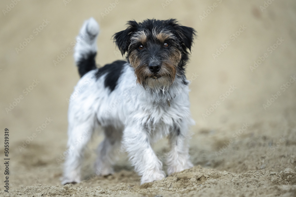 Cute small Jack Russell Terrier dog in a sand pit