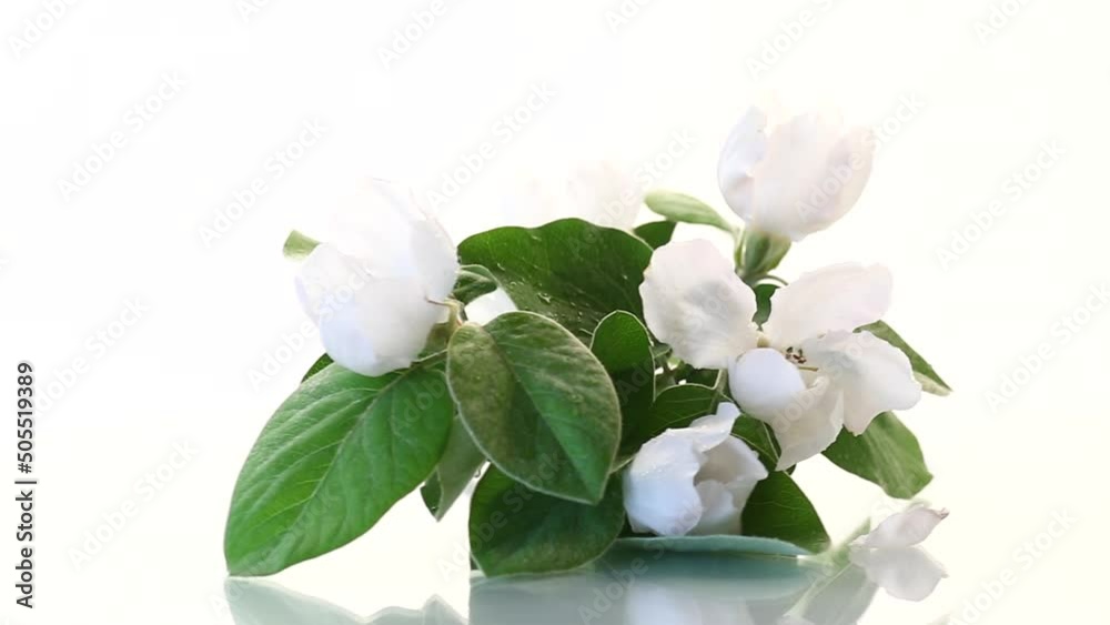 flower, quince, flora, background, design, floral, tree, food, pattern, fruit, summer, nature, banner, leaf, spring, bloom, natural, petal, plant, botany, fresh, blossom, blooming, garden, green, clos flower, quince, flora, background, design, floral, tree, food, pattern, fruit, summer, nature, banner, leaf, spring, bloom, natural, petal, plant, botany, fresh, blossom, blooming, garden, green, clos