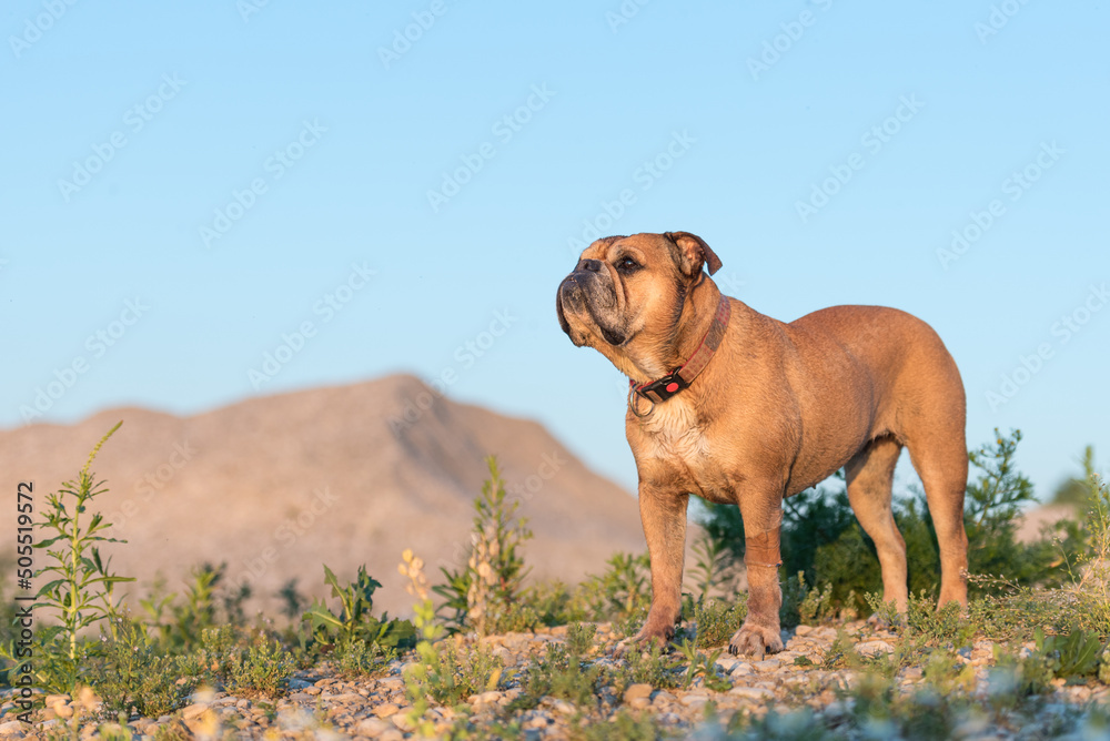 Fototapeta premium Continental Bulldog. Dog is standing in a beautiful meadow with flowers and hills and blue sky