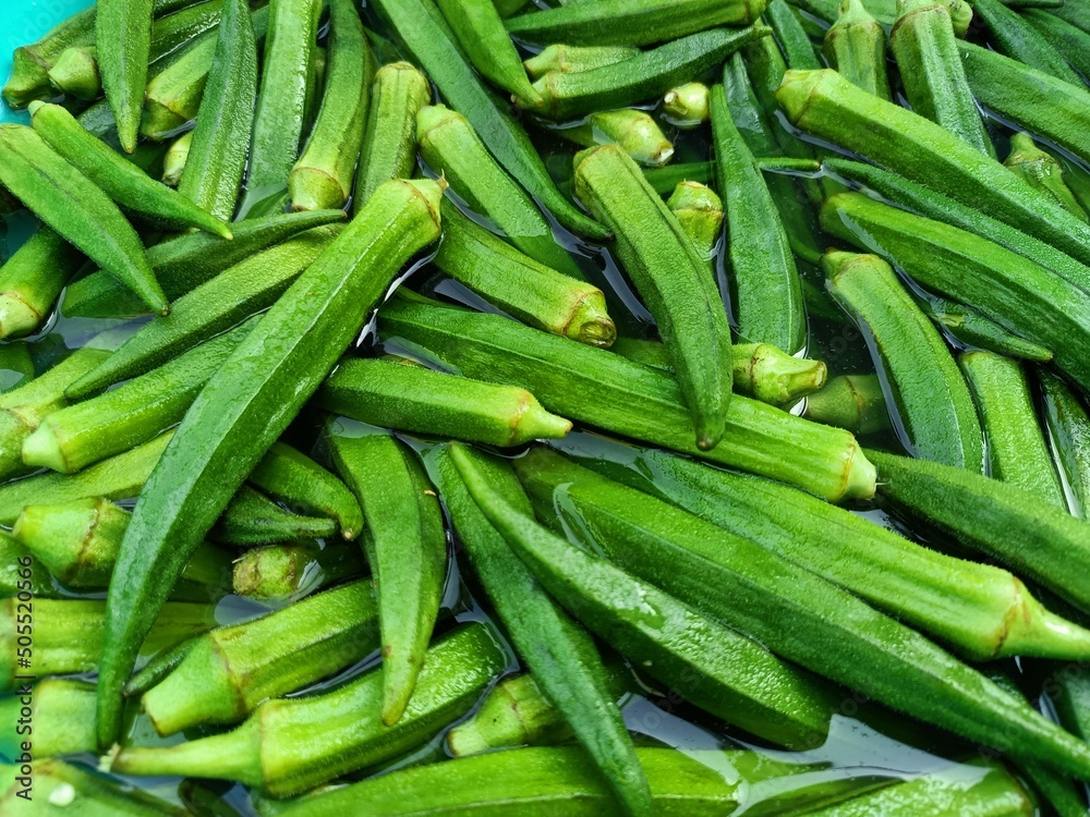 Okra or ladies fingers or bhindi or lady finger Okra or ladies fingers or bhindi or lady finger