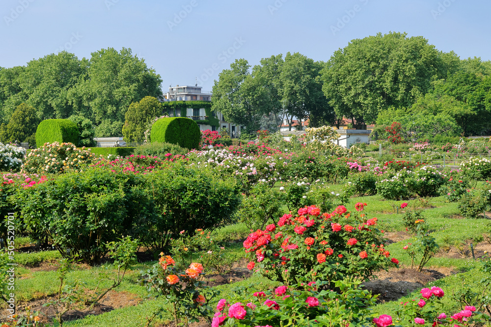 Φωτογραφία roseto della villa reale di monza, italia, rose garden of the royal villa of mon