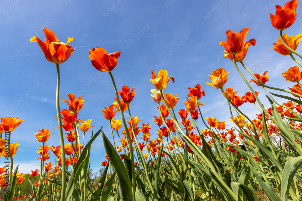Obraz premium Bright orange color Tulip flowers against blue sky background