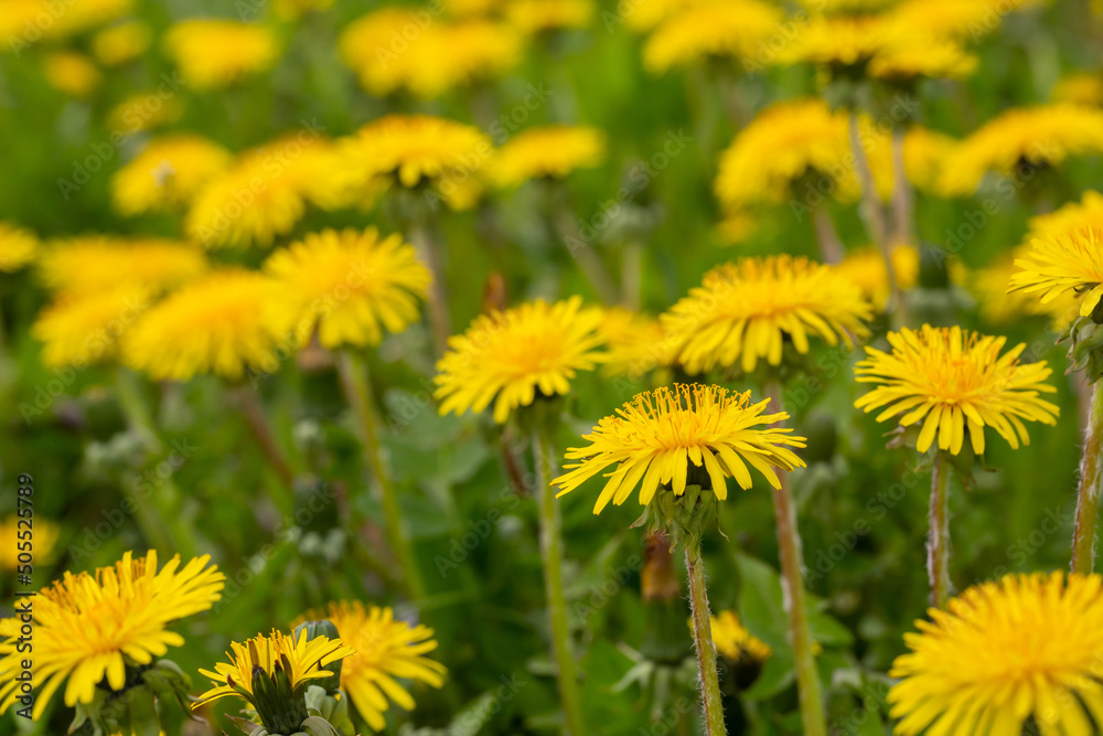 Yellow dandelions flowers on a green background on a summer sunny day macro photography. Blooming wildflowers with yellow petals in springtime close-up photography. Yellow dandelions flowers on a green background on a summer sunny day macro photography. Blooming wildflowers with yellow petals in springtime close-up photography.