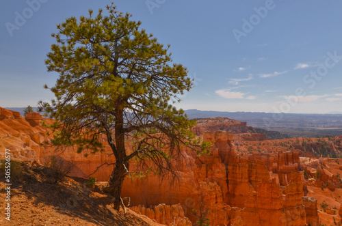 ponderosa pine on Bryce canyon rim near Sunrise Point (Bryce Canyon National Park, Utah, United States) © ssmalomuzh