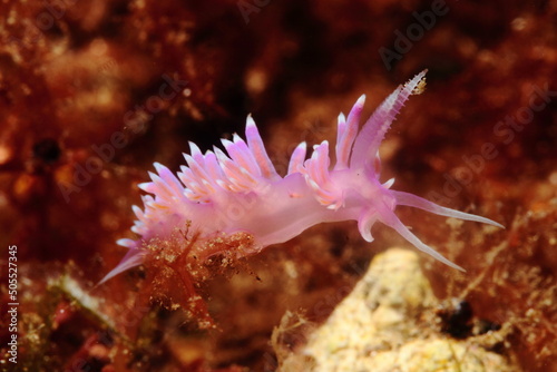 Beautiful violet-coloured flavelina posing in its natural habitat on the seabed in the evening photo