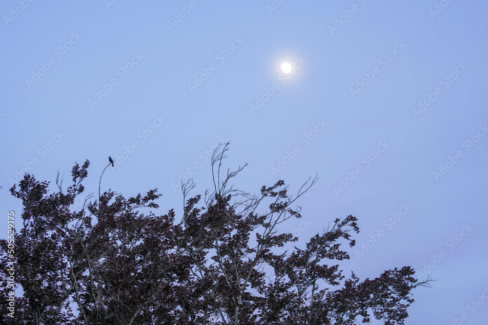birds in the sky and moon