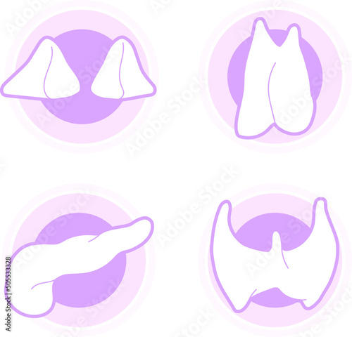 Set of vector icons of different human glands, such as thyroid, pancreas, thymus, adrenal glands. Simple shaped logo illustration of main glands.