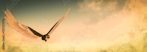 Eagle flying in the clouds at dawn