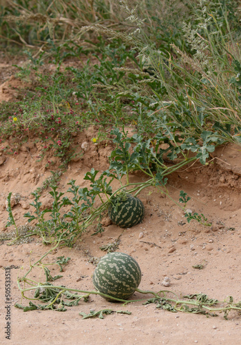 Tsamma Melon, Kgalagadi, South Africa photo