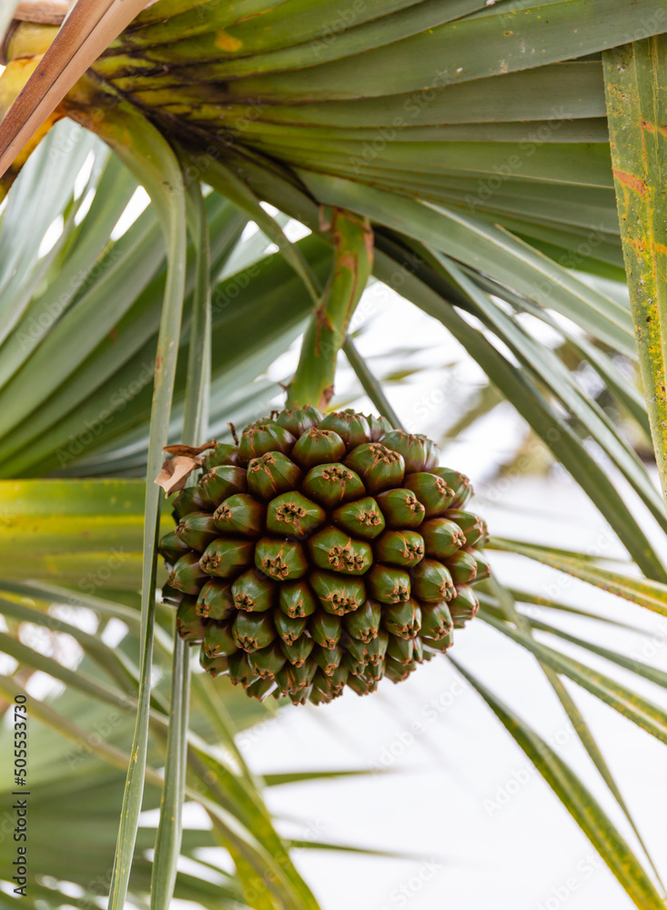 Fruit of Pandanus utilis on Canary Islands, Spain Fruit of Pandanus utilis on Canary Islands, Spain