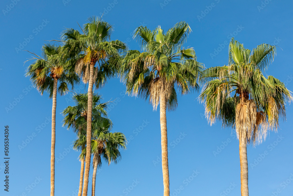 Many palm trees against a blue sky