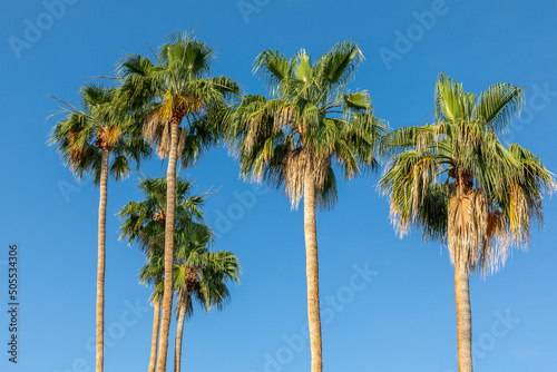 Many palm trees against a blue sky