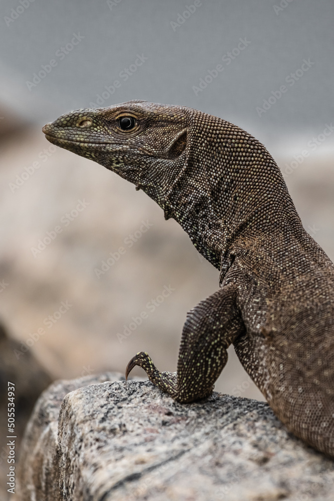 The head of a large tropical monitor lizard The head of a large tropical monitor lizard