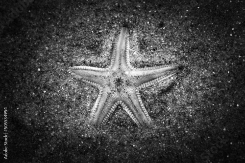 Top view grayscale shot of Astropecten animal on a sand photo