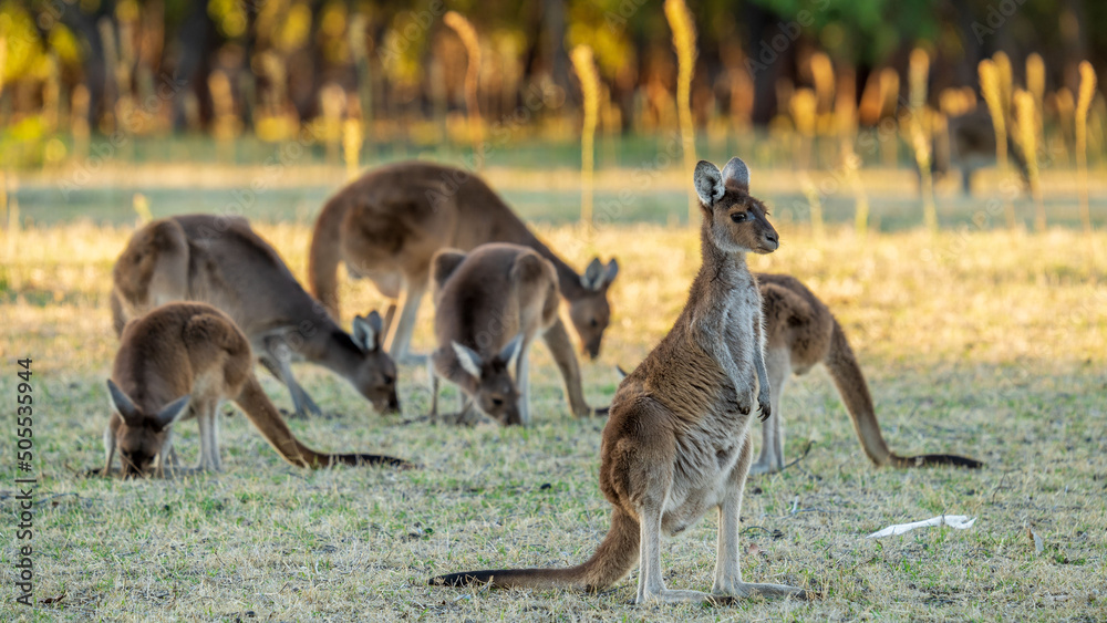 Αυτοκόλλητο Beautiful shot of the red kangaroo animals grazing in a forest on a sunny day