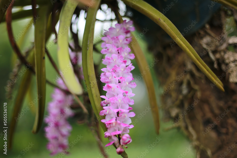 Φωτογραφία Shallow focus of purple foxtail orchid (Rhynchostylis retusa ) plant