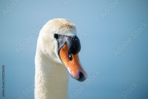 Canvastavla Closeup of a head ,neck and orange beak of a beautiful white swan with a blue ba