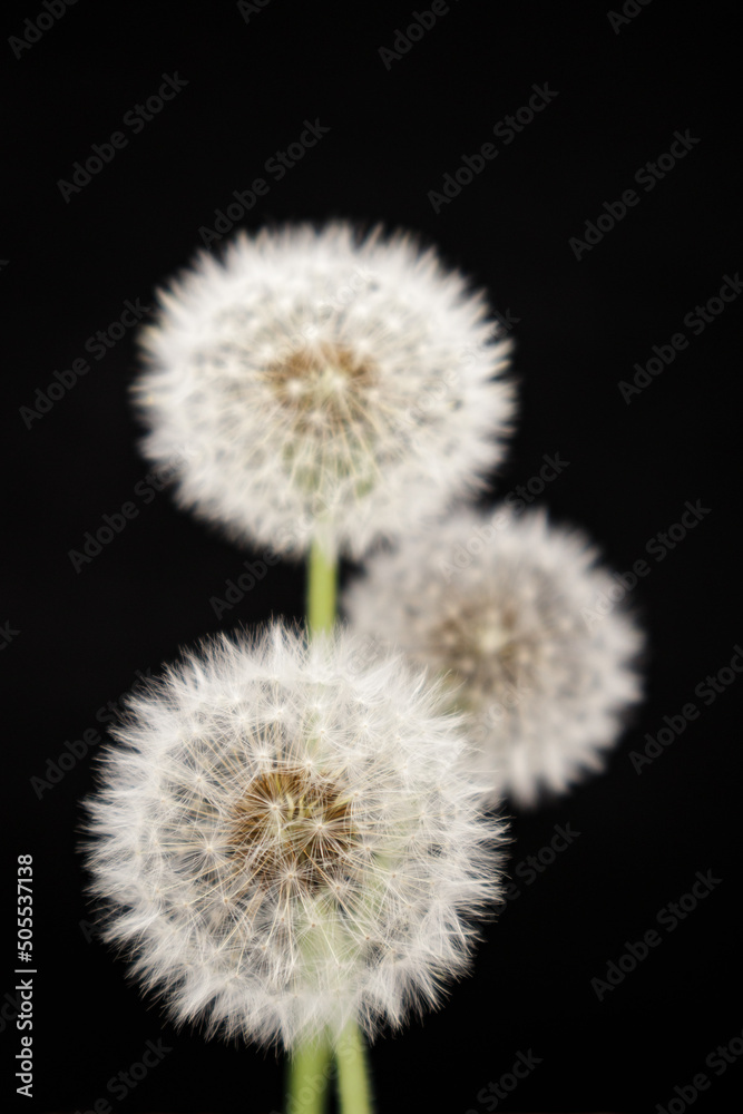 Dandelion with seeds against a black background. Dandelion with seeds against a black background.