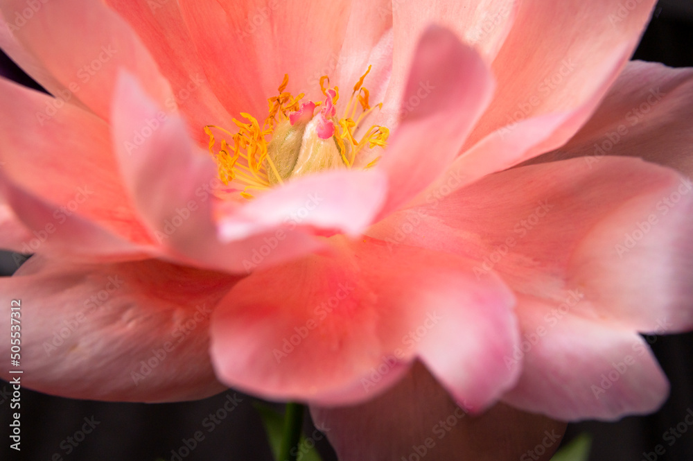 Pink peony flower on black background close up macro shot. Floral natural background. The heart of flower with stamens, pistils and beautiful petals. Abstract background, selective focus
