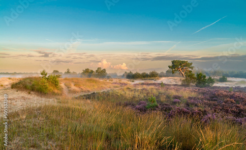 Fototapeta Naklejka Na Ścianę i Meble -  Beautiful view of Loonse en Drunense Duinen, the Netherlands.