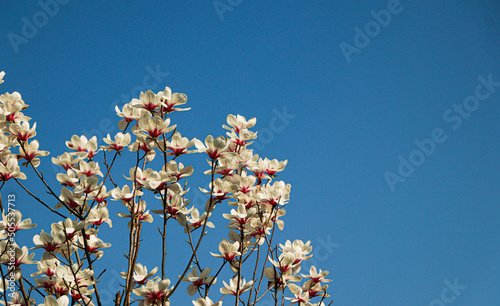 Beautiful shot of blossom Yulan magnolia flowers with a blue clear sky in the background photo