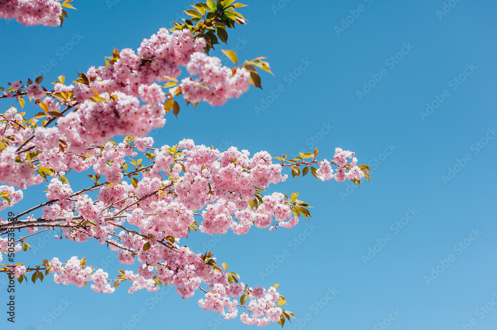 sakura flower, blooming background, pink flowers