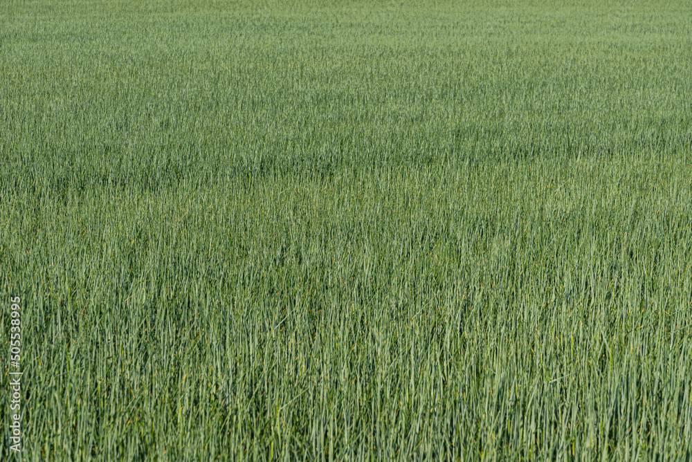 green fresh wheat field on meadow
