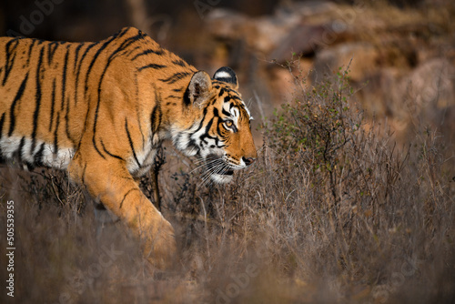 Side portrait of a tigress walking in dry habitat of Ranthambhore National Park on a winter morning photo