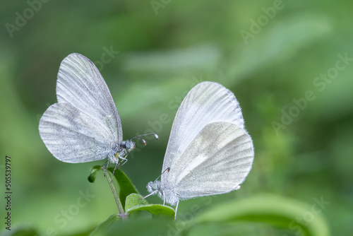 Motyle wietki gorczyczniki na zielonym tle