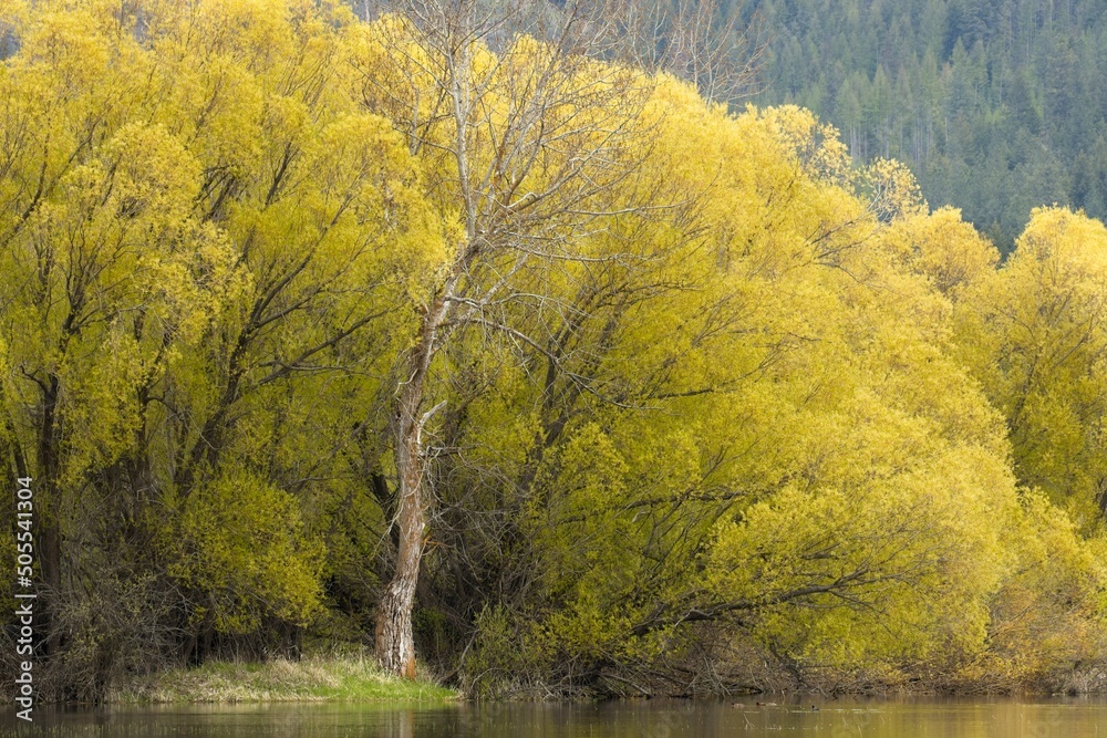 Barren tree trunk and yellow trees.