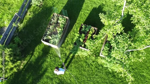aerial drone bird's eye view video of gardener watering flowers and vegetable plants in garden. gardener with water hose in sunny blooming backyard with garden beds, trees, lawn 