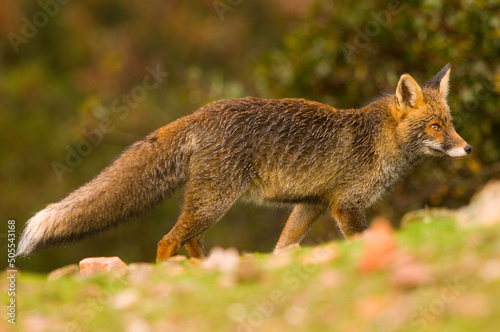 Valokuva Hungry wild fox in search for food to scavenge with wet fur under the rain