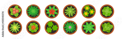 Flower pot vector icon, green plant top view, flowerpot for indoor interior home or office, blossom head and leaf isolated on white background. Cartoon illustration