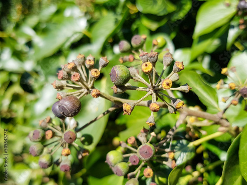 Persian ivy (in german Kolchischer Efeu) Hedera colchica (K. Koch)