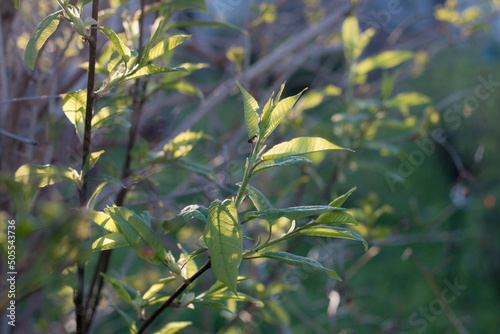 leaves in the sun