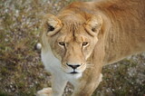 lion, wild animals, predators, shelter, endangered species,