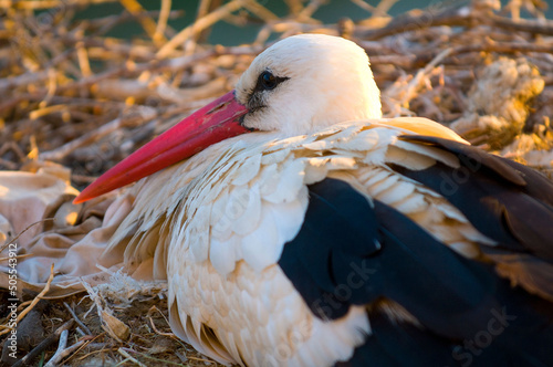 Selective of a white stork resting in Extremadura, Spain